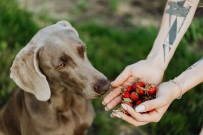 A Brown Dog Smelling Strawberries on a Woman's Hands