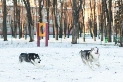 Two Siberian Husky Running In Snowy Park