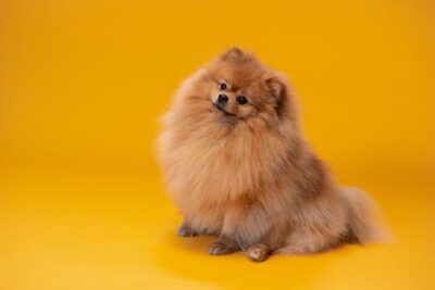 how much is a pomeranian
