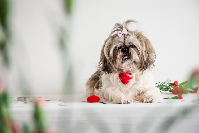 valentine's day for dogs