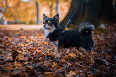 Chihuahua with a Black Leash