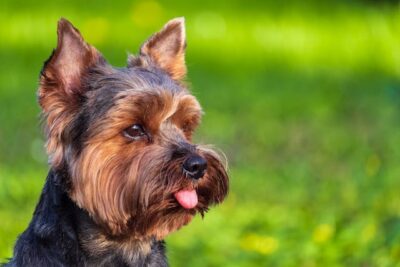 Close-Up Shot of a Yorkshire Terrier