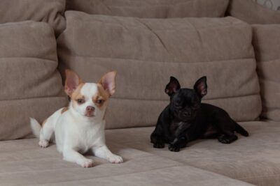 Two Chihuahuas Lying on a Sofa