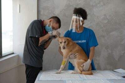 Vet checking Dog's ears