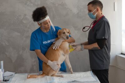 A Veterinarian Covering the Dog's Hand with Bandage
