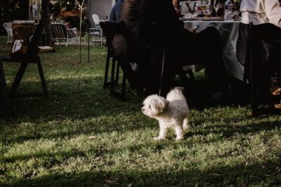 A Bichon Frise Dog on Green Grass