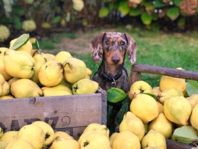 A Guide to Canine Cuisine: What Fruits Can Dogs Eat?