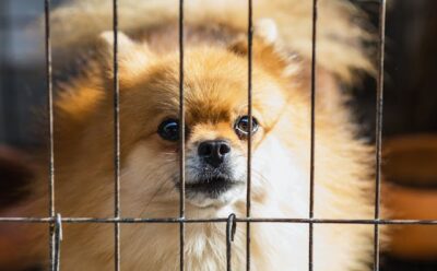 Pom Puppy Inside Cage