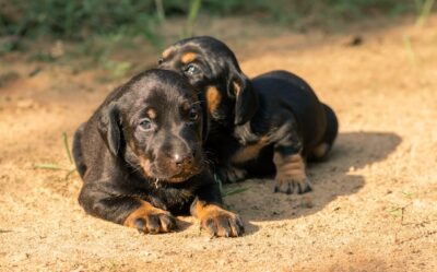 Two Dachshund puppies