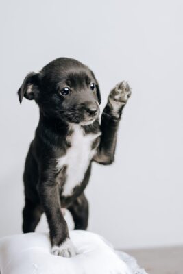 Puppy with Raised Paw