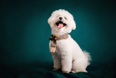 Bichon Frise Dog Breed Price