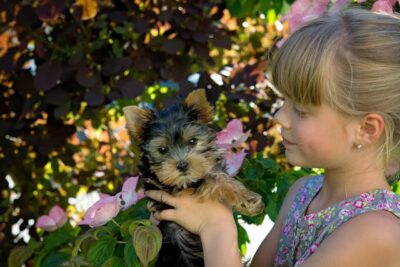 Girl Holding a Yorkie