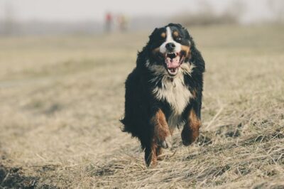 Bernese Mountain Dog Running on Grass Field
