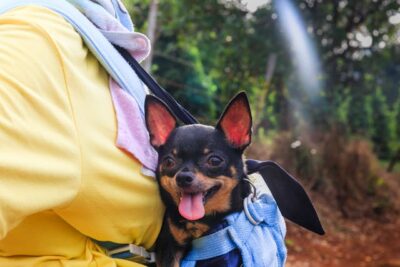 Chihuahua on a bag