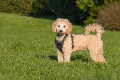 Poodle Standing on a Green Grass Field