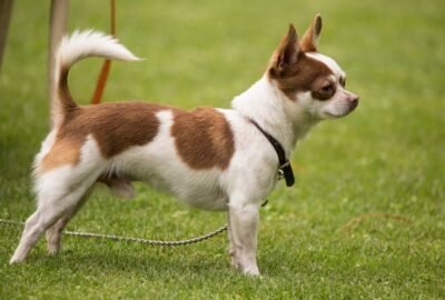 chihuahua standing on green lawn