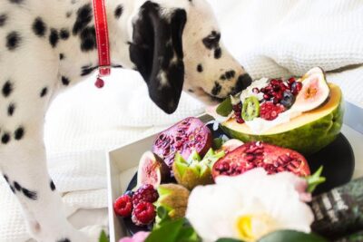 Dalmatian with fruits