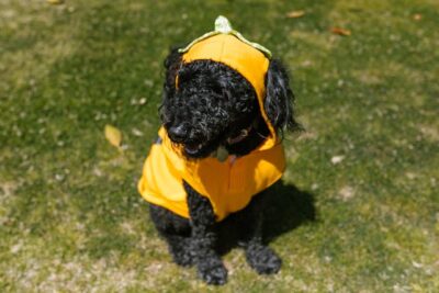 Poodle in Yellow Costume