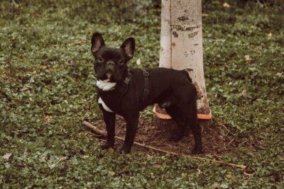 A French Bulldog on Green Grass
