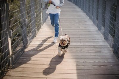 Yorkshire Terrier running with owner
