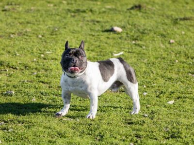 A French Bulldog on a Grassy Field