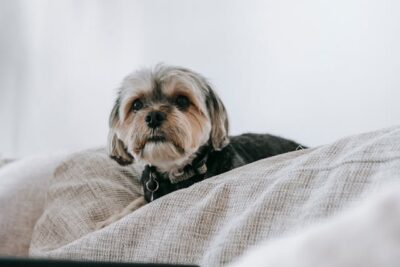 Shih Tzu in cozy room