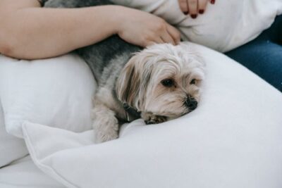woman with morkie dog on bed
