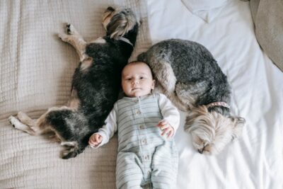 Morkies dogs sleeping near little baby on bed