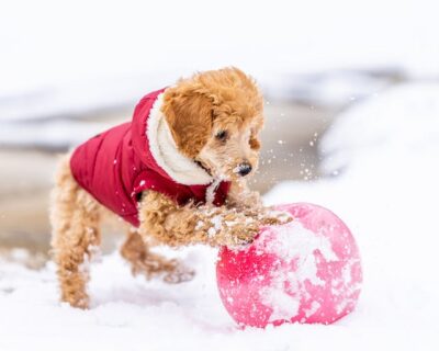 Toy poodle pup playing in the snow
