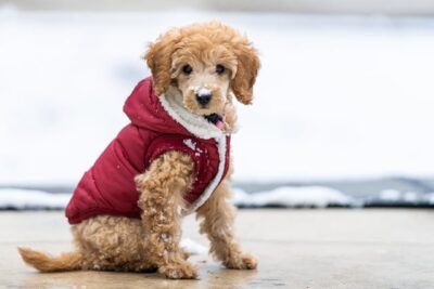 Puppy wearing a jacket