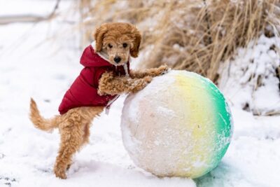 Adorable puppy playing with ball

