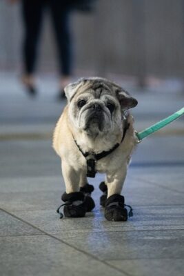 A Cute Dog Wearing Booties 