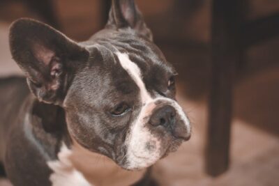 Close Up Photo Of French Bulldog 