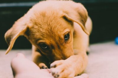 Golden Retriever Puppy