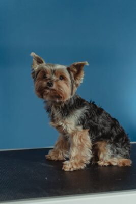 Black and Brown Yorkshire Terrier Puppy