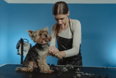 Dog being Groomed by a Professional Groomer