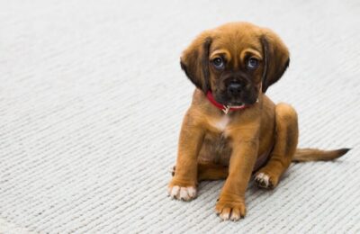 Brown and Black German Shepherd Puppy Sitting on Gray Textile