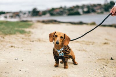 Close up of Sausage Dog on Leash 