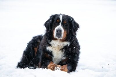 Bernese Mountain Dog Lying on a Snow-Covered Ground
