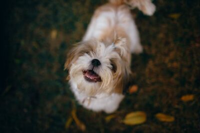 Charming Shih Tzu standing on ground