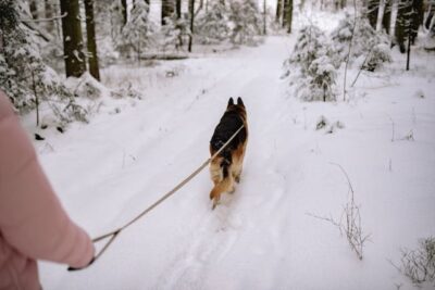 Person Walking The Dog On Snow Covered Ground