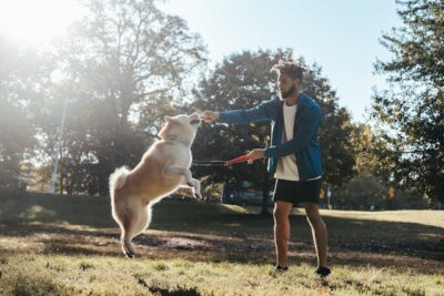 man playing with dog during training in park