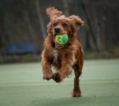 Puppy running with tennis ball