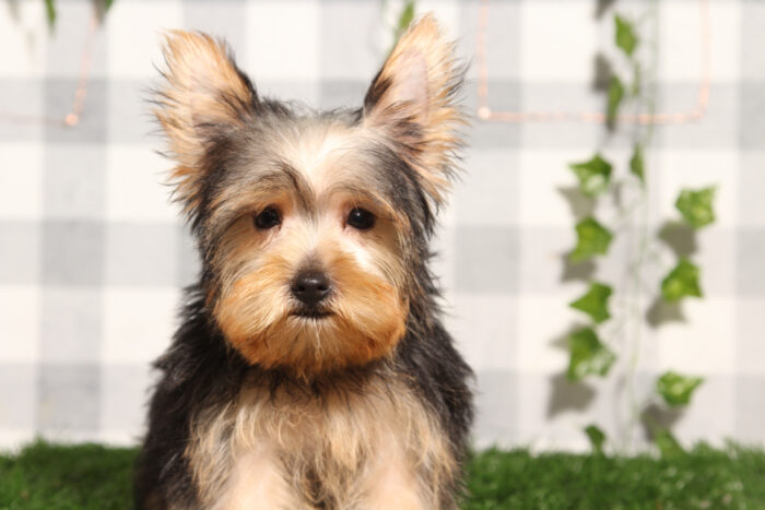Phineas - Black/Tan ACA Male Yorkie Puppy