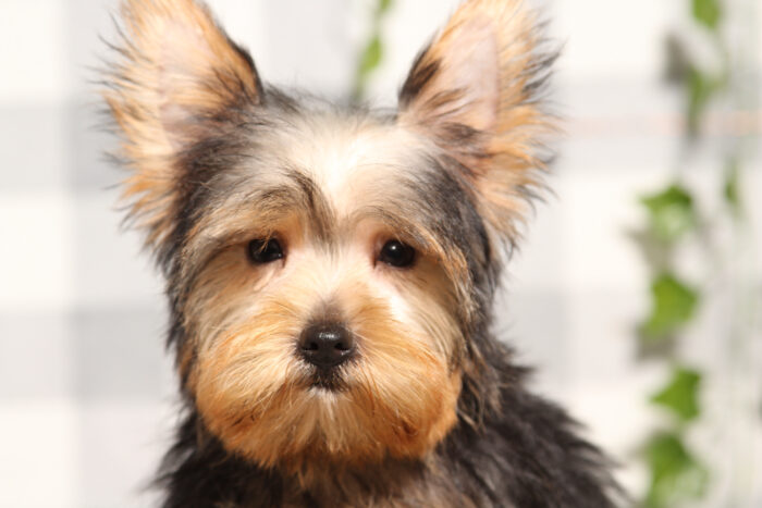 Phineas - Black/Tan ACA Male Yorkie Puppy - Image 3