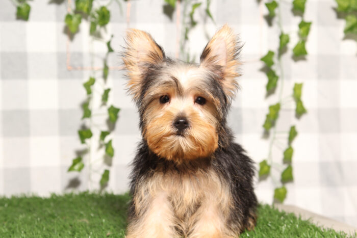Phineas - Black/Tan ACA Male Yorkie Puppy - Image 2