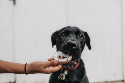 person giving dog a donut