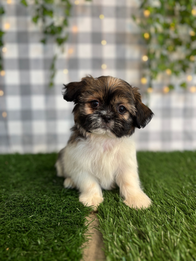 Pika - Black/White Male Teddy Bear Puppy - Image 3