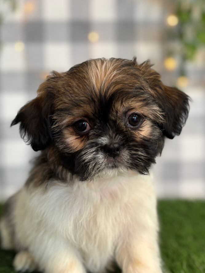 Pika - Black/White Male Teddy Bear Puppy