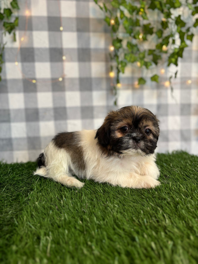 Pika - Black/White Male Teddy Bear Puppy - Image 2